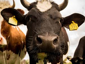 Boerderij kinderfeestje Amersfoort