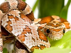 Reptielen kinderfeestje Zuid-Holland