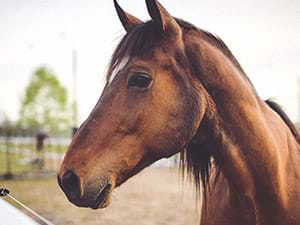 Paarden themakist kinderfeest Haarlem