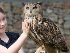 Roofvogel en uilen kinderfeest